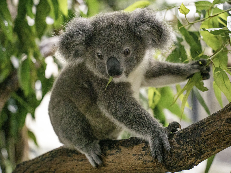 Đi! Đến Sở thú Đài Bắc thăm chú gấu Koala Đi! Đến Sở thú Đài Bắc thăm chú gấu Koala