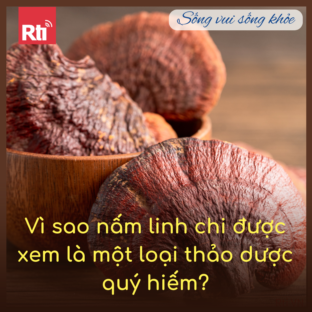 [Sống vui sống khỏe - Tập 86] Vì sao nấm  linh chi  được xem là một loại thảo dược quý hiếm?