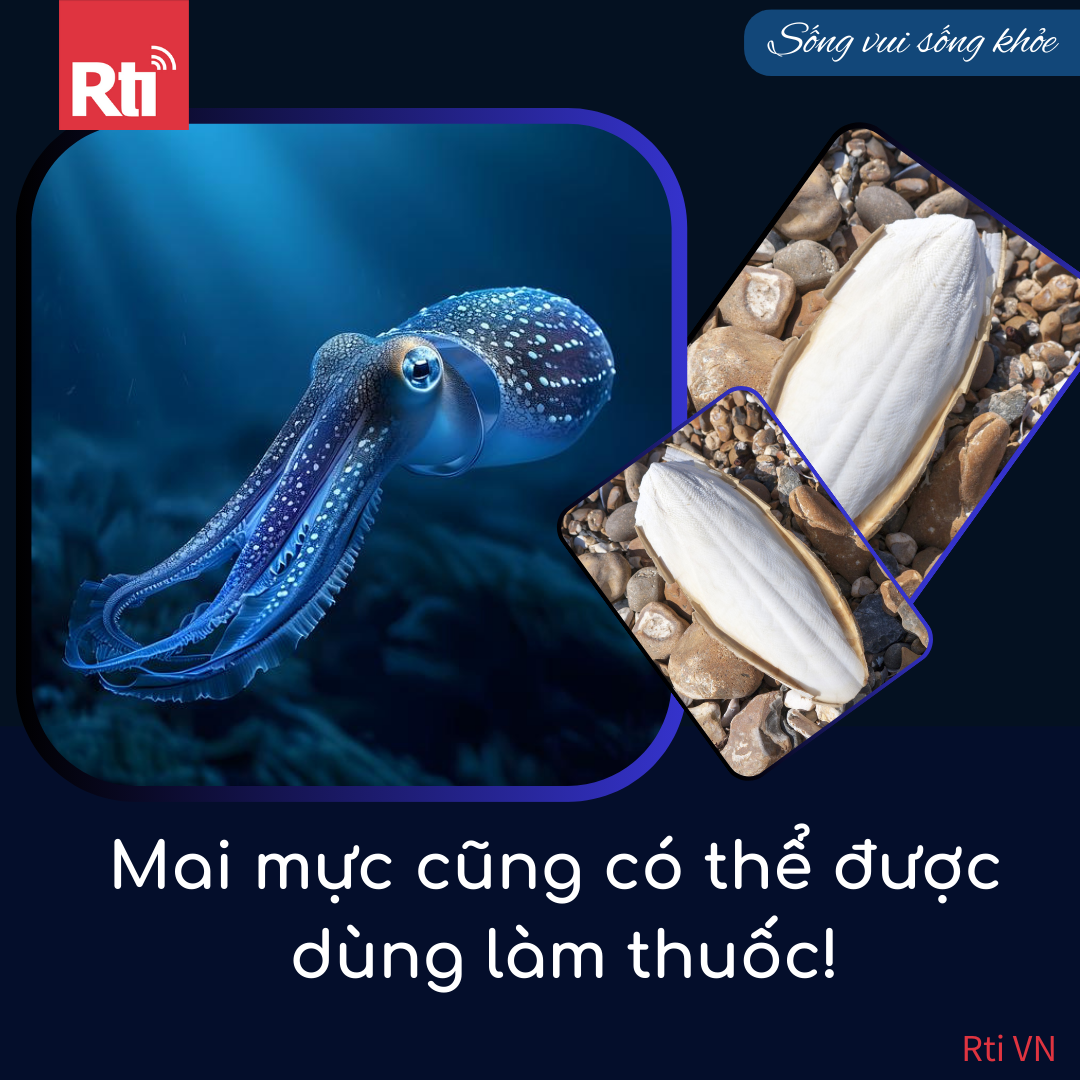 [Sống vui sống khỏe - Tập 88] Mai mực cũng có thể được dùng làm thuốc!