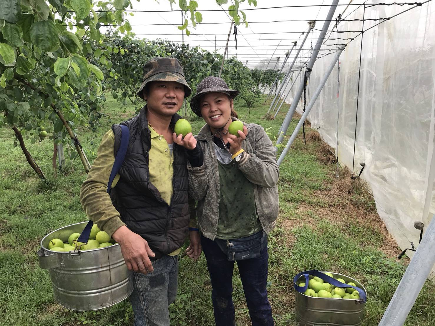 Câu chuyện trồng táo trên đất Đài của cô gái Việt