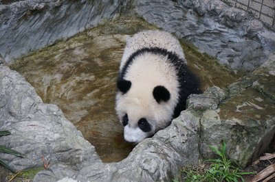 Cùng Gấu trúc con Viên tử đón chào Lễ Thiếu Nhi.