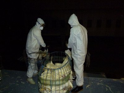 Phòng chống H5N2, huyện Bình Đông thành lập Trung tâm ứng phó dịch cúm gia cầm