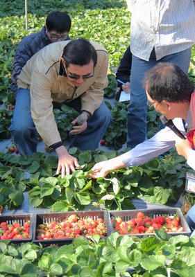 Rét đậm gây thiệt hại lớn, Tổng thống Mã Anh Cửu đi thị sát ở Miêu Lật.