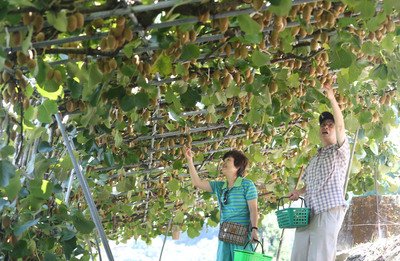Ngày 2 quả Kiwi cải thiện táo bón ngừa K đại tràng.