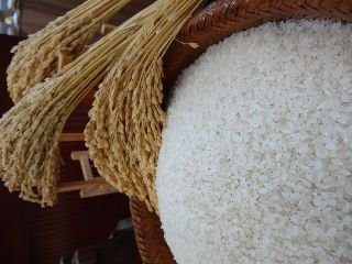 Thủ tướng: gạo Koshihikari Đài Nam có chất lượng tốt ngang tầm với gạo Nhật Bản