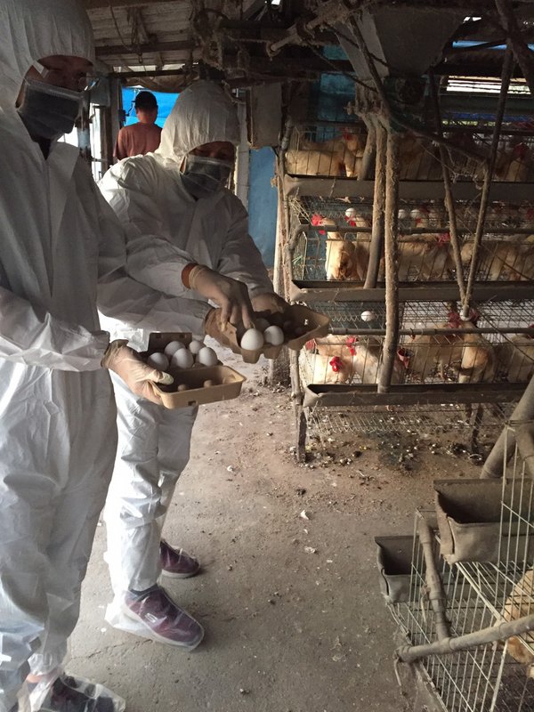 Nới rộng lượng tồn đọng chất fipronil trong trứng gà.