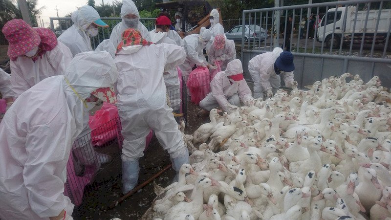 Xác nhận virus H7N9 có thể lây bệnh qua nước bọt.