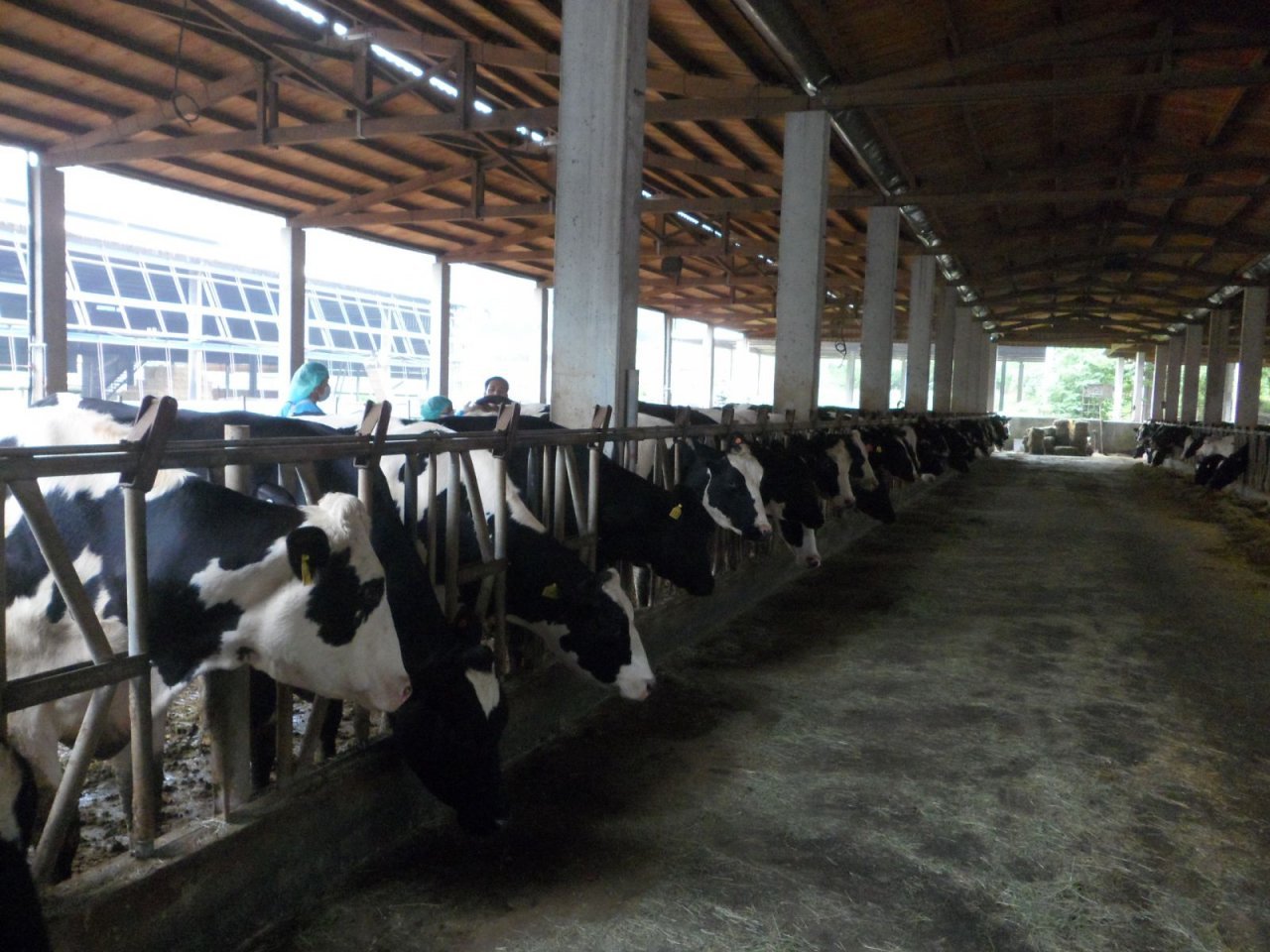 Ủy ban Nông nghiệp đề xuất thí điểm sử dụng lao động nước ngoài phục vụ trong ngành chăn nuôi gia súc lấy sữa