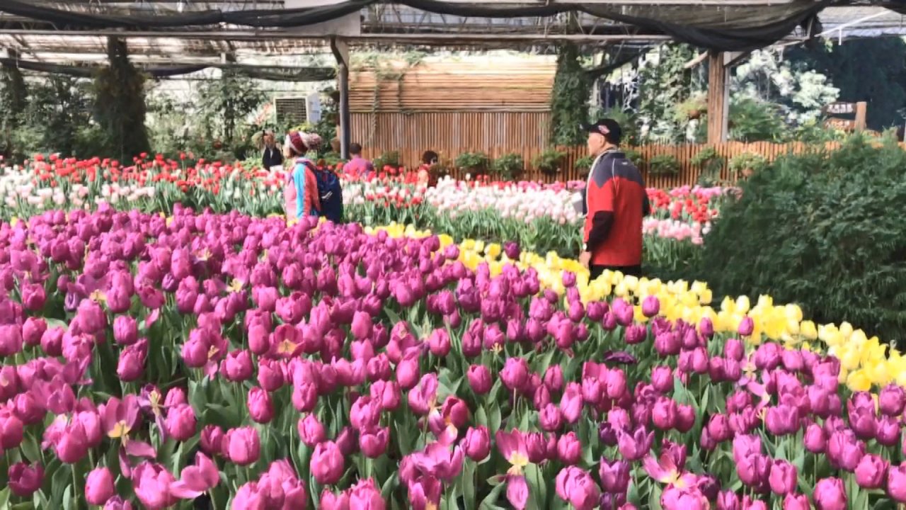 120 ngàn cây hoa Tulip tranh nhau đua nở trong dịp Tết tại Sun Link Sea.