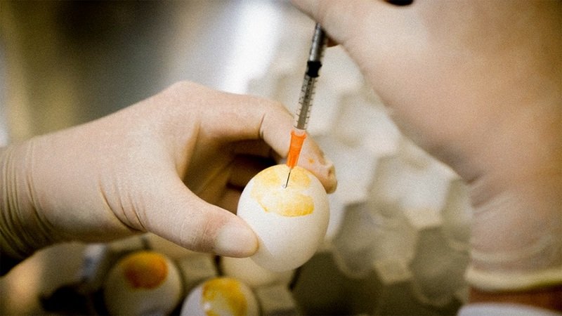 Vắc-xin ngừa cúm được sản xuất từ trứng gà có hiệu bảo vệ cao hơn gấp 3-4 lần