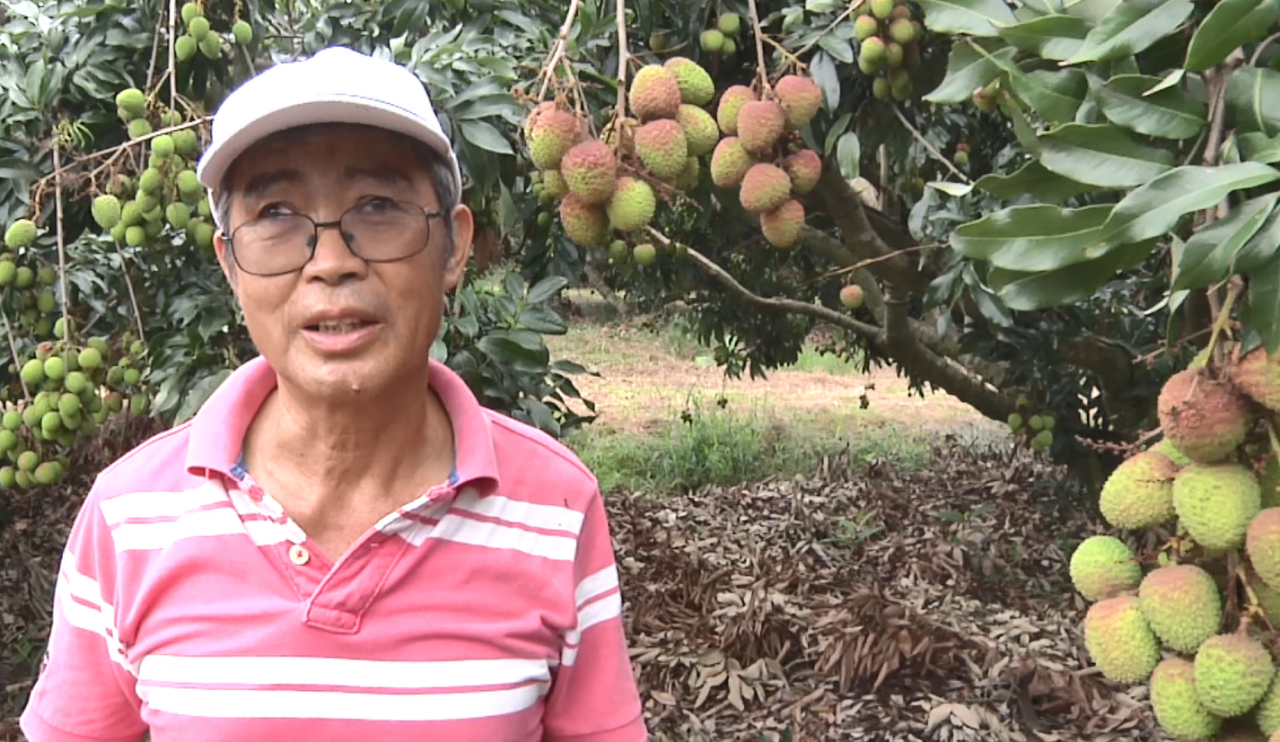 Do ưu thế của địa hình, Đài Đông trúng mùa vải.
