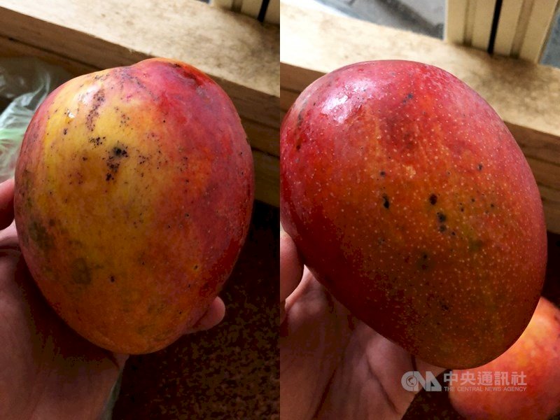 Tin đồn có người nhập viện do ăn xoài có vết đen là thông tin sai sự thật