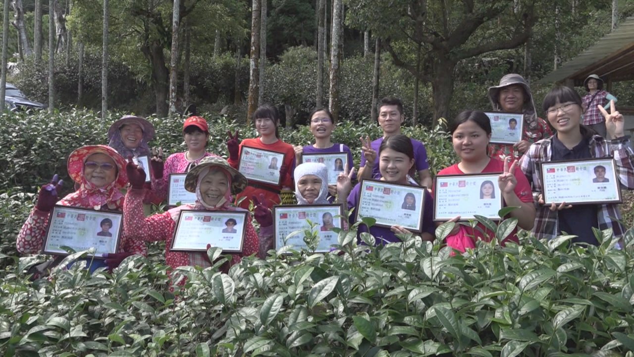Người hái chè chuyên nghiệp. 15 thôn nữ hái chè được cấp chứng chỉ