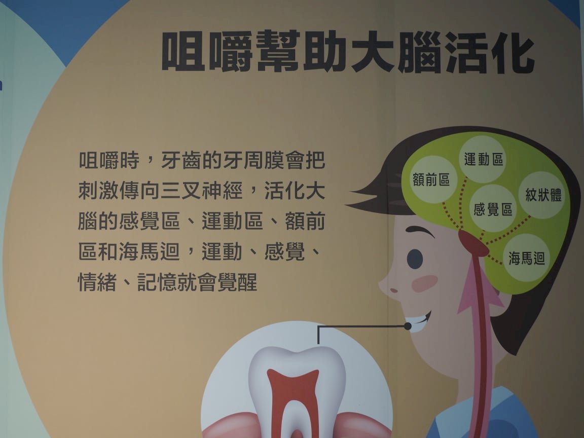 Nhai nghiền thức ăn kích thích đại não có thể phòng chứng mất trí.