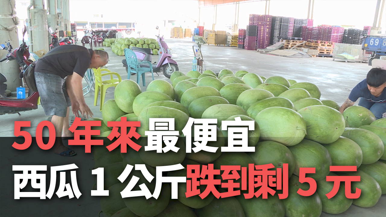 Giá dưa hấu đạt mức thấp kỷ lục trong vòng 50 năm