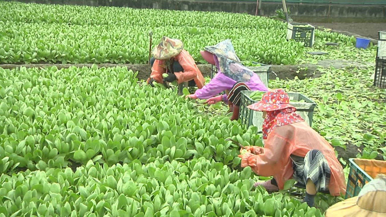 Giá rau cải vẫn bình ổn và đủ cung cấp cho thị trường sau bão.