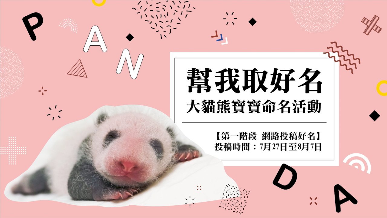 Tên gọi chính thức của gấu trúc con Viên Tử Muội sẽ được công bố vào ngày 30/8