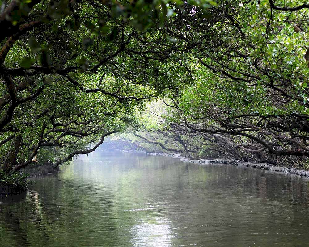 Đến Vùng đất ngập nước Tứ Thảo tìm Nụ hôn của Thiên sứ