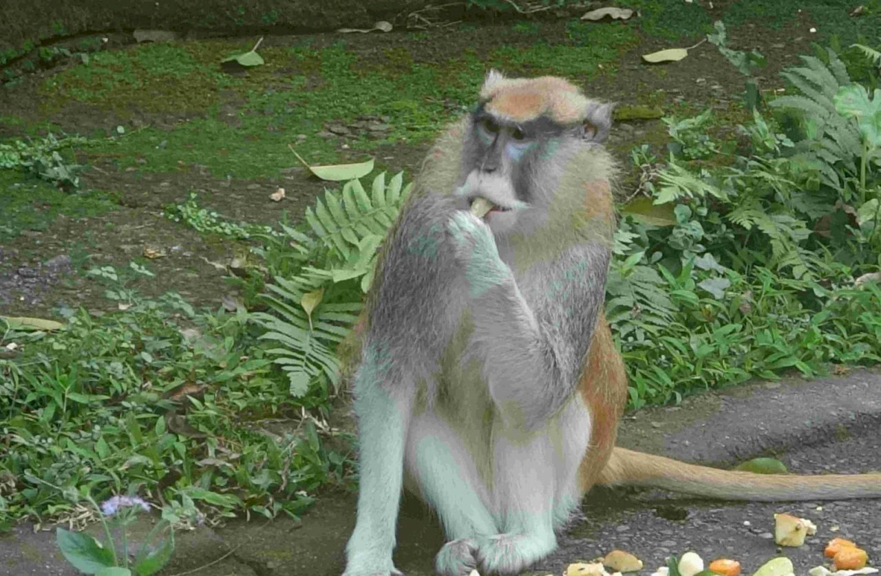 Lại có động vật chạy trốn khỏi Sở thú thành phố Đài Bắc