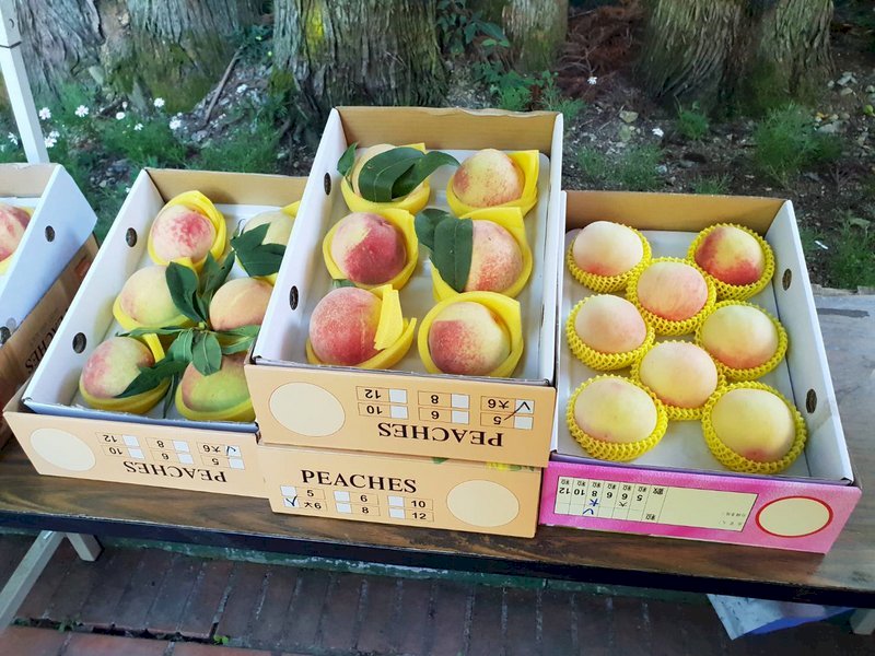 Đào đang vào mùa, do ảnh hưởng bởi dịch du khách không thể vào nhà vườn, các nông trại chuyển sang bán đào online