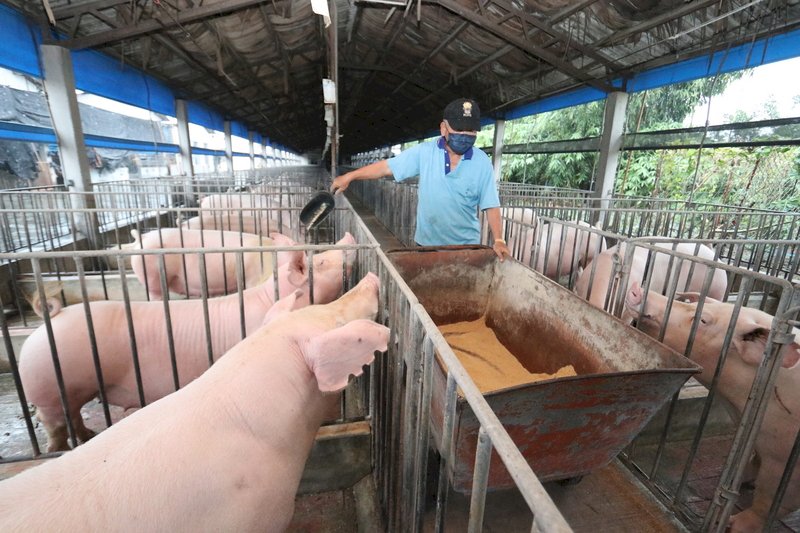 Tạm ngừng nuôi heo bằng thức ăn thừa trên toàn quốc từ tháng 9, kêu gọi hộ chăn nuôi chuyển sang sử dụng thức ăn gia súc