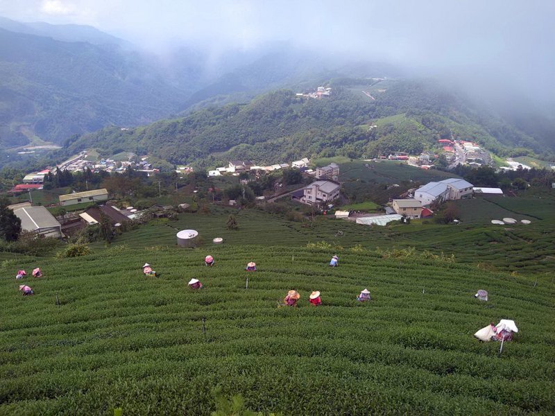 Tân di dân Việt Nam tham gia thu hoạch trà trên núi A Lý