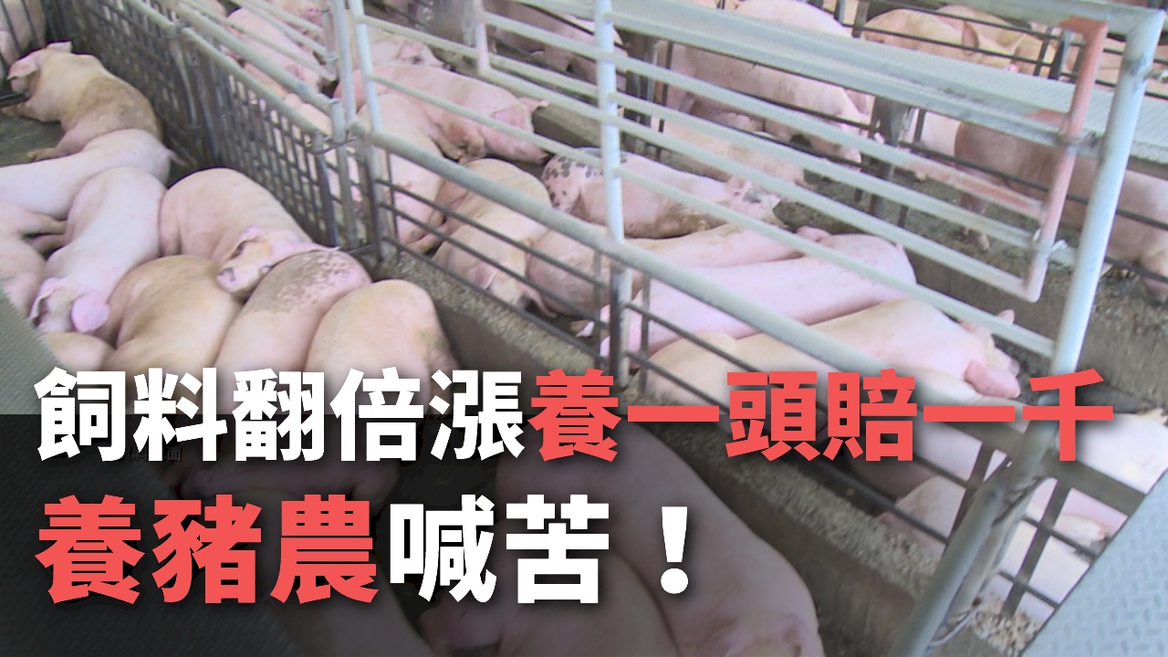 Giá thức ăn chăn nuôi tăng chóng mặt, hộ chăn nuôi lợn khóc ròng