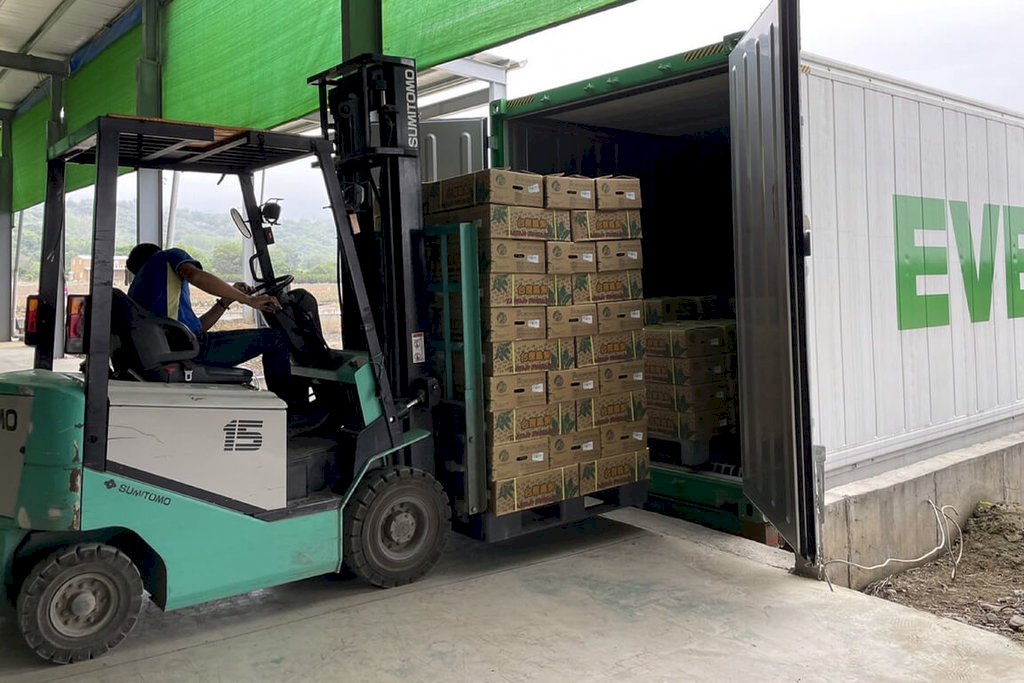 Xuất khẩu 600 tấn dứa Quan Miếu, Đài Nam sang Nhật Bản