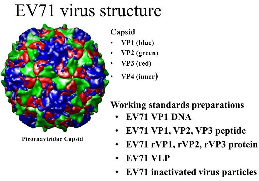 Vắc-xin phòng ngừa virus đường ruột Enterovirus A71 của Tập đoàn Công nghệ Sinh học Adimmune đã được công nhận