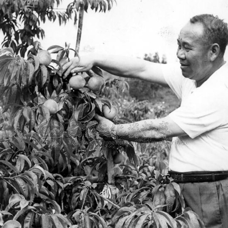 Những cây táo trên nông trường Fushoushan