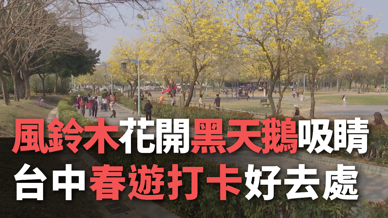 Hoa phong linh vàng đang khoe sắc ở công viên Buzi Đài Trung, thiên nga đen trên mặt hồ Maple Garden thu hút khách tham quan
