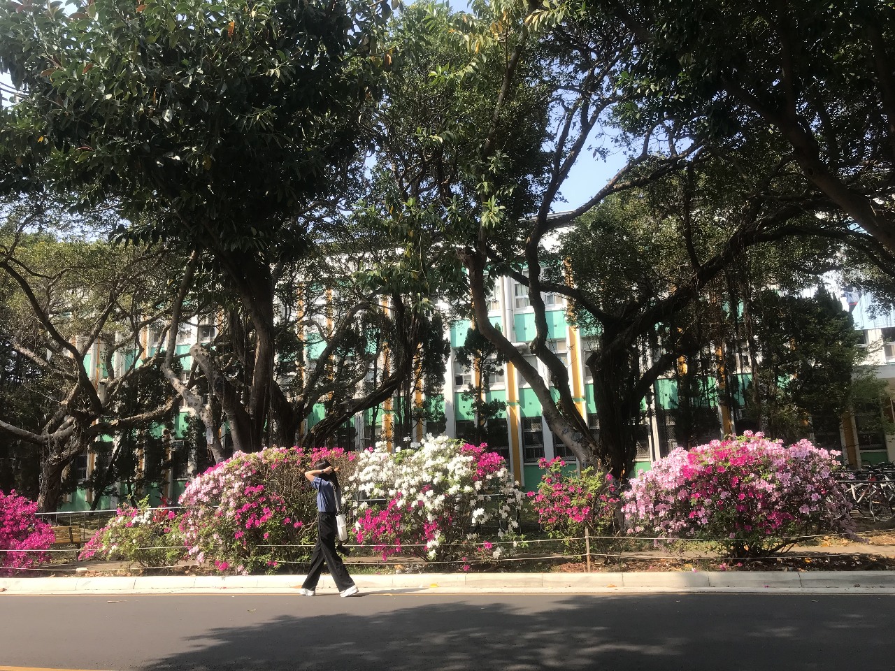 Hoa đỗ quyên - loài hoa biểu tượng của thành phố Đài Bắc