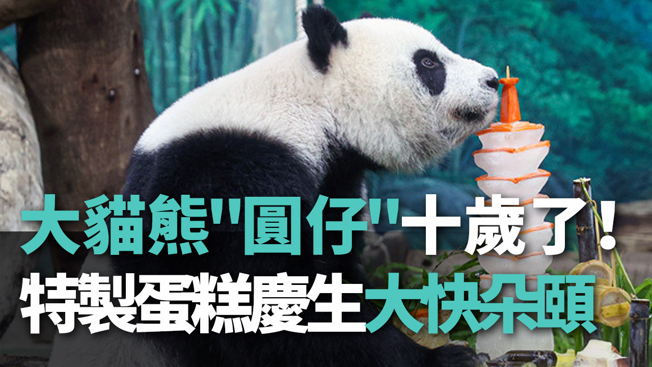 Sinh nhật 10 tuổi của gấu trúc Yuanzai thu hút nhiều fan đến chung vui