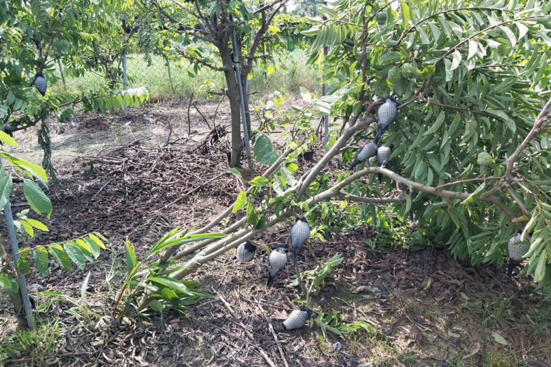 Bão Doksuri vừa rời khỏi thì bão Khanun lại đến, nhà vườn trồng bưởi thấp thỏm lo mưa bão