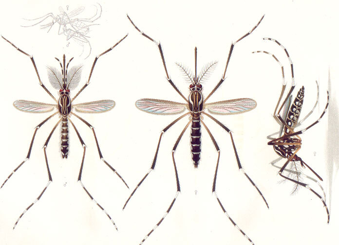 Xuất hiện ca sốt xuất huyết Dengue tại khu vực miền Bắc, CDC họp mỗi ngày để đánh giá tình hình dịch, phòng chống xuất hiện đợt dịch mới