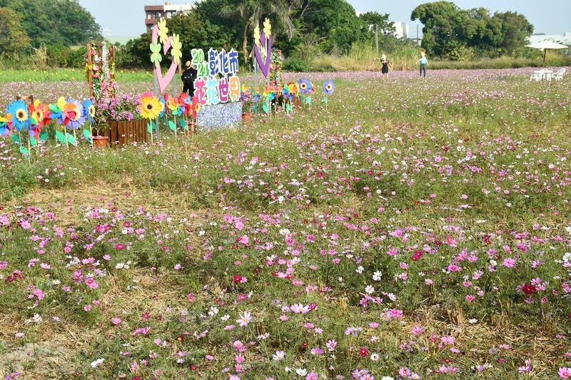 Biển hoa cúc sao nhái đẹp lung linh với quy mô 8 hecta, Tp.Chương Hoá đón chào du khách tới ngắm hoa