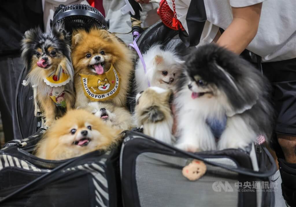 Các ngành nghề nào hot khi thú cưng lên ngôi