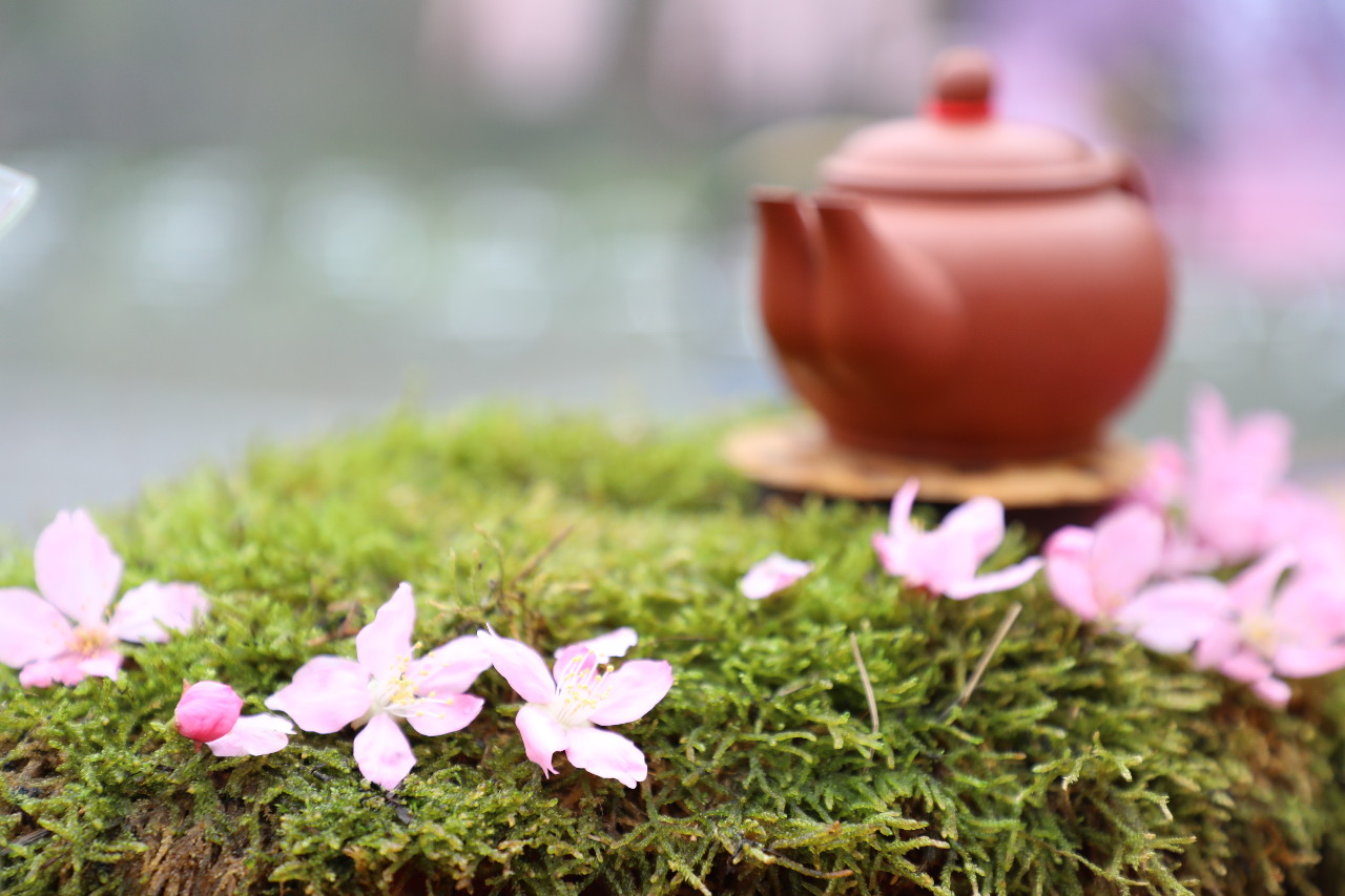 Hoạt động ngắm hoa đào và thưởng trà ở Thạch Trạo sắp được diễn ra