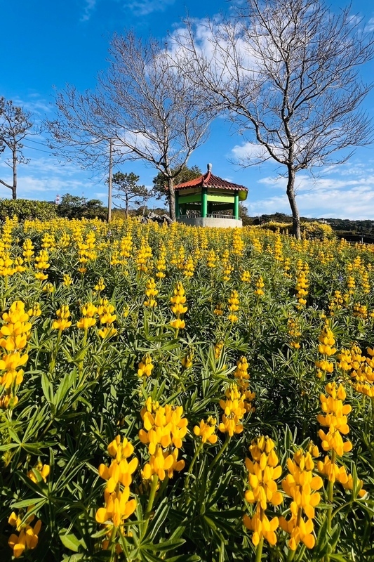Điểm hẹn văn hóa - Festival hoa Lupin Đào Viên 2024