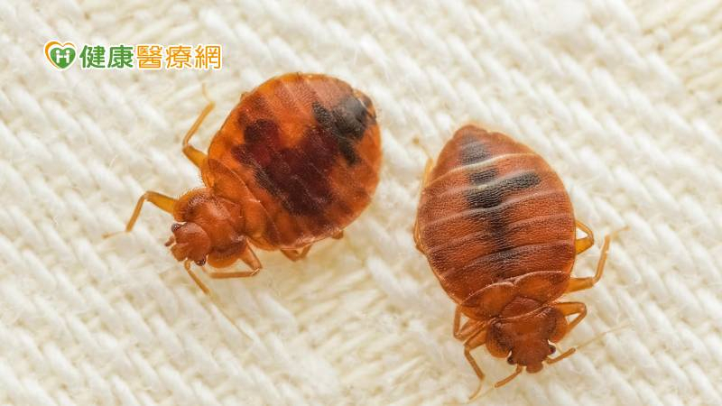 Rệp giường hoành hành ở Nhật. Mọi người cần lưu ý khi đi du lịch Nhật Bản