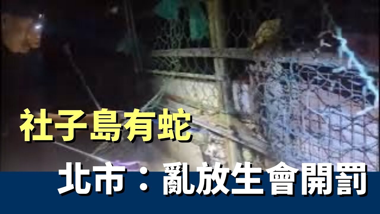 Khu Shezidao Đài Bắc xuất hiện rắn độc, Phòng bảo vệ động vật Đài Bắc tăng cường điều tra hành vi phóng sinh