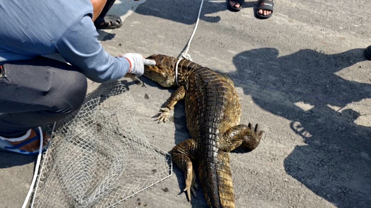 Tin video: Suối Cao Bình huyện Bình Đông phát hiện cá sấu Caiman dài 2 mét, hiện vẫn còn 5 con chưa bắt được?