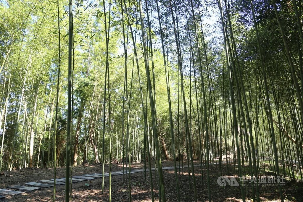 1001 câu chuyện của nàng - Tre và cuộc sống của dân tộc nguyên trú