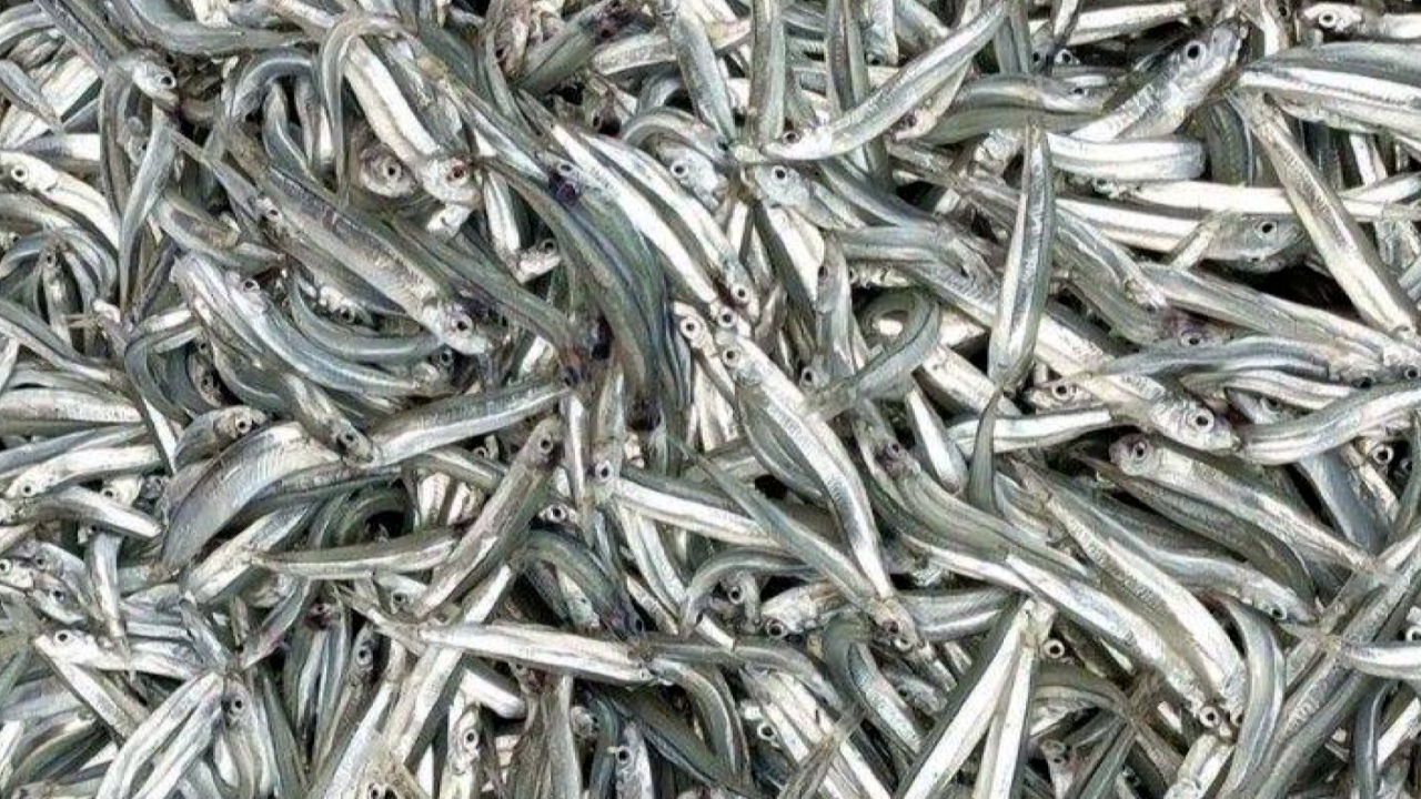 Hàng vạn cân cá cơm săng xuất hiện tại rào đá Bành Hồ