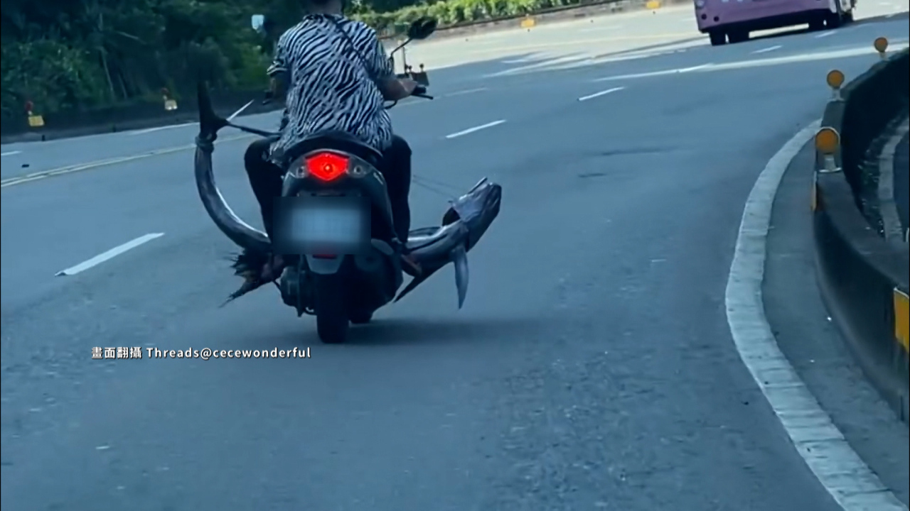 Video: Chở cá khổng lồ rộng gấp ba lần xe máy, người phụ nữ đối mặt mức phạt tối đa 600 Đài tệ