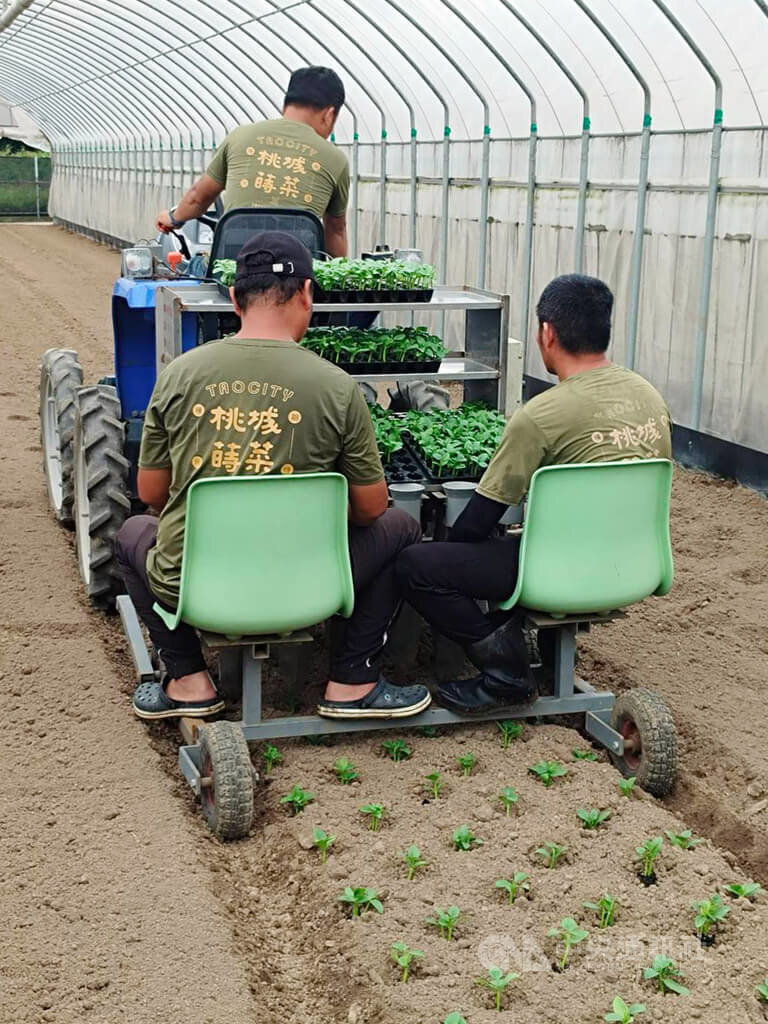 Nhờ được Bộ Nông nghiệp hỗ trợ triển khai canh tác thông minh, hợp tác xã rau xanh Đào Thành đạt được thành quả đáng kể